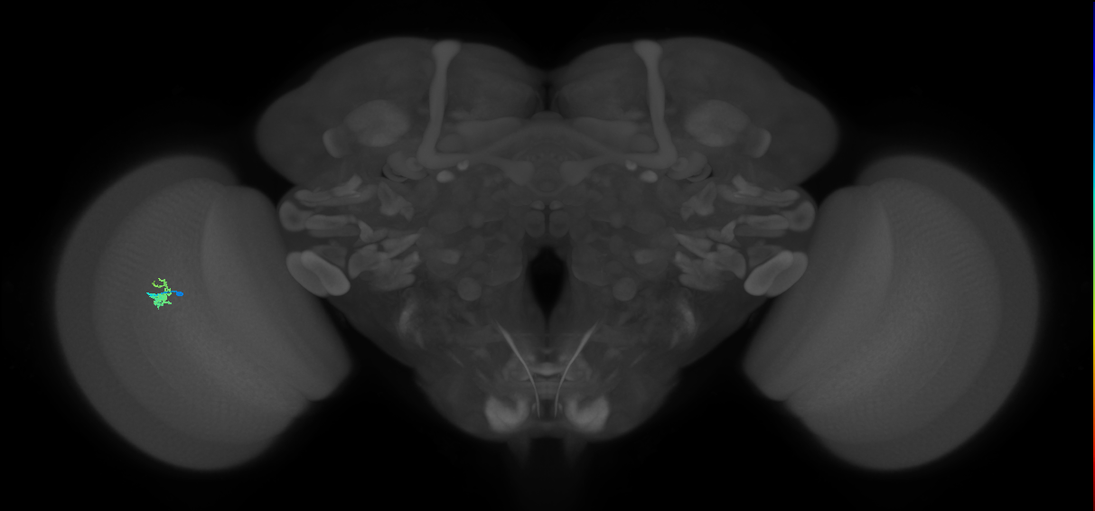 Dm2_L (MaleCNS:126427)