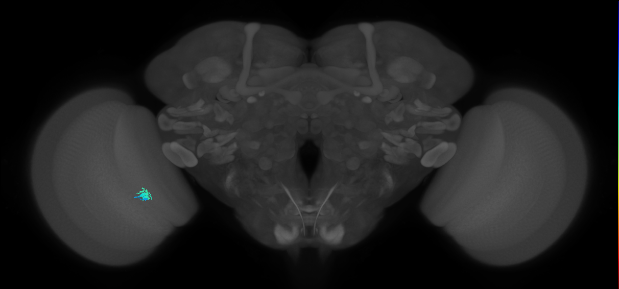 Dm2_L (MaleCNS:214403)