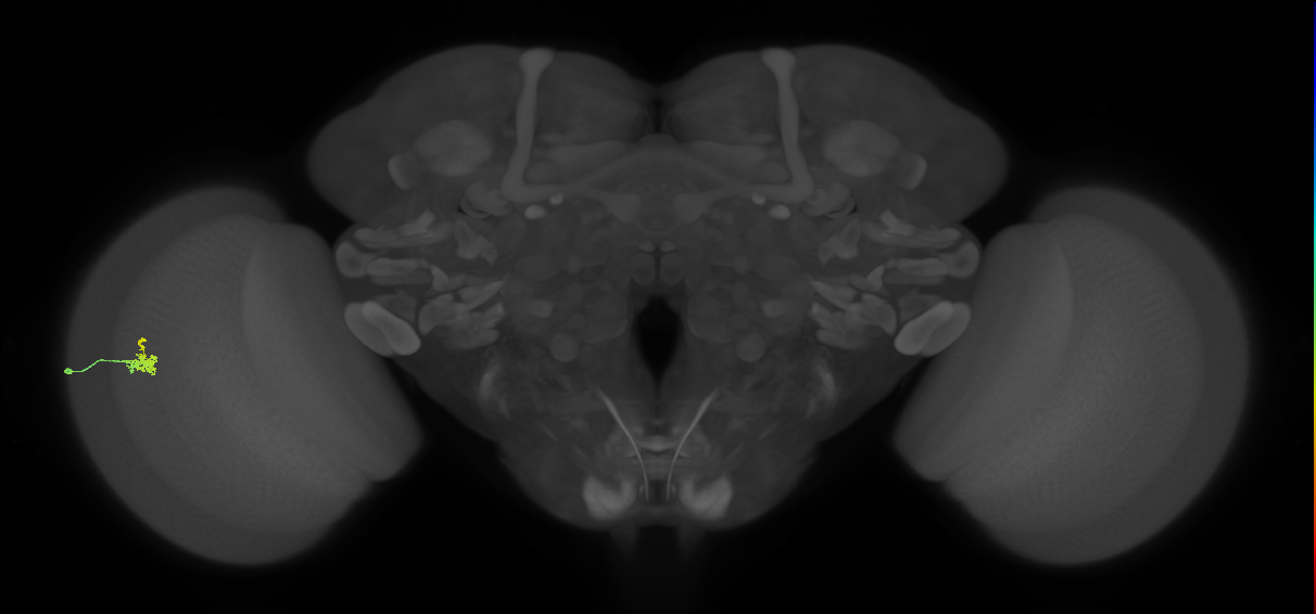 Dm2_L (MaleCNS:517984)