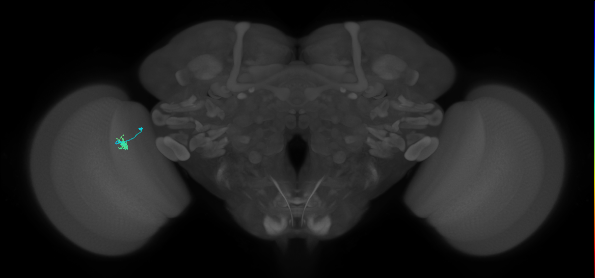 Dm2_L (MaleCNS:201249)