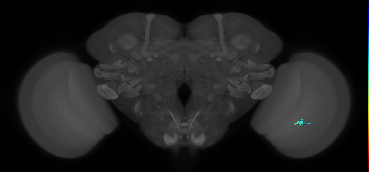 Dm2_R (MaleCNS:154881)
