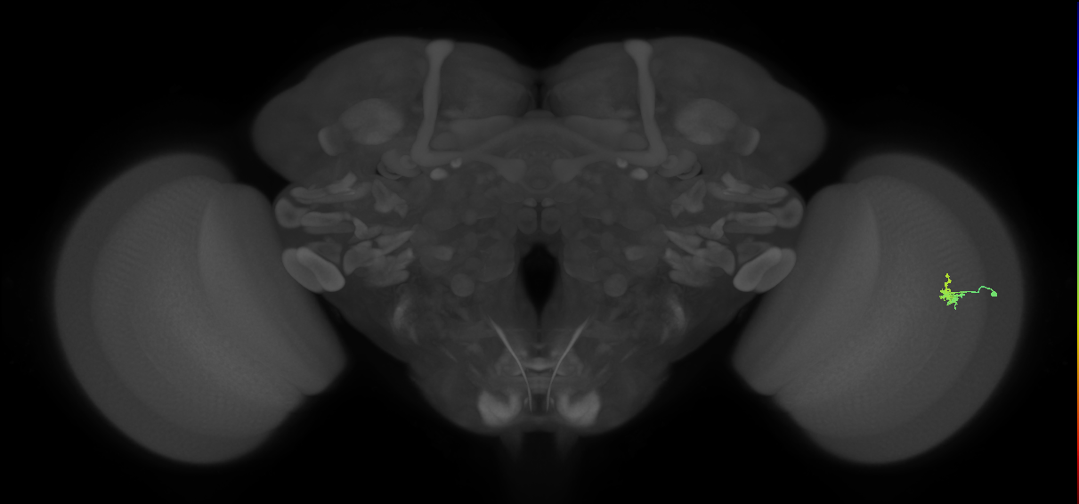 Dm2_R (MaleCNS:118071)
