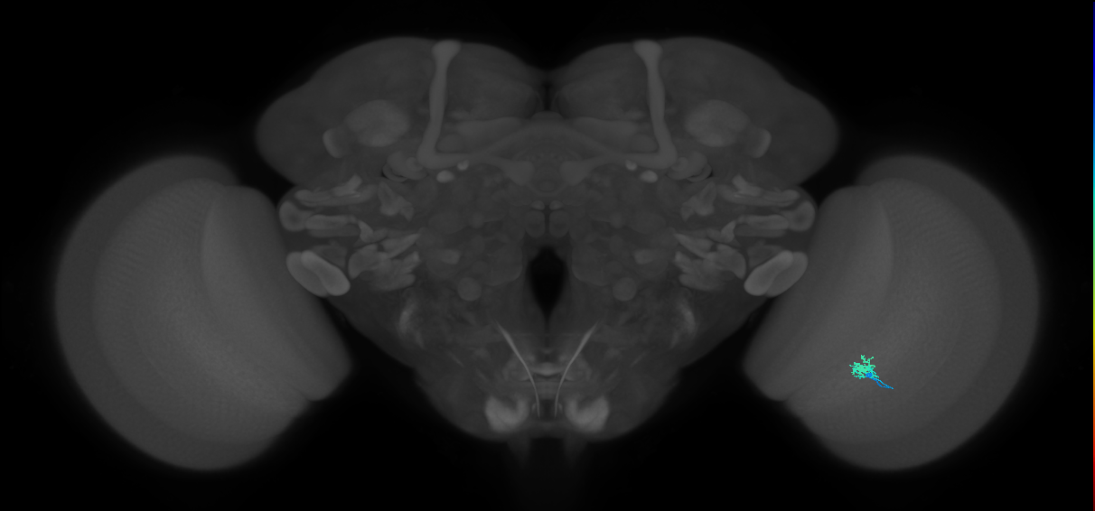 Dm2_R (MaleCNS:159427)