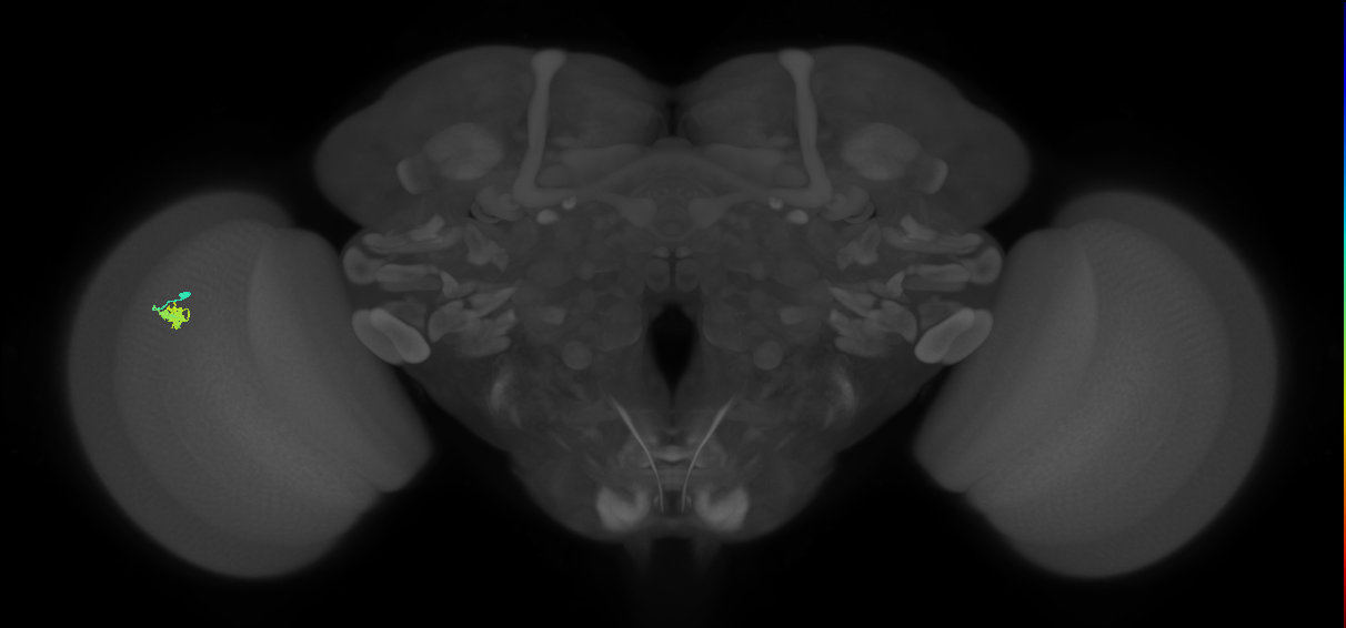 Dm2_L (MaleCNS:159388)