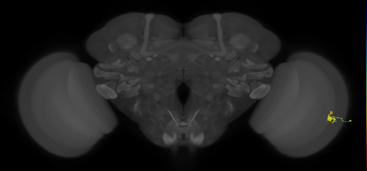 Dm2_R (MaleCNS:170636)