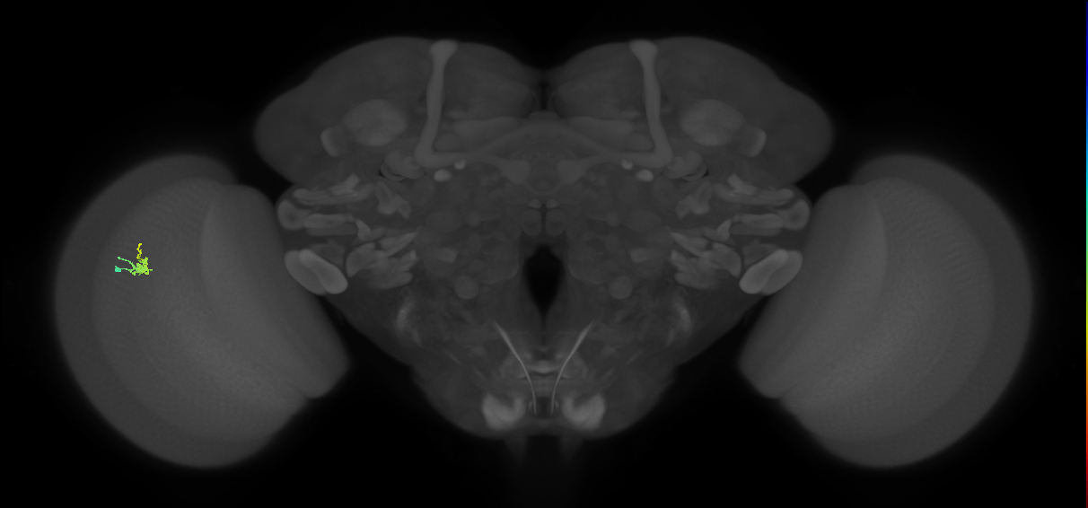 Dm2_L (MaleCNS:541958)