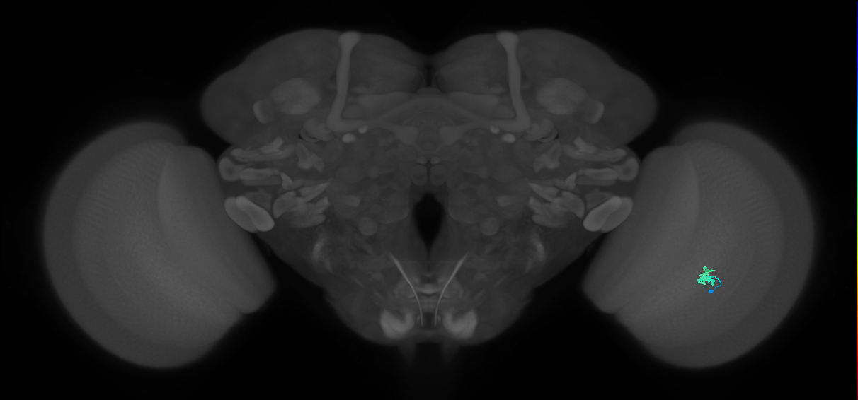 Dm2_R (MaleCNS:156827)