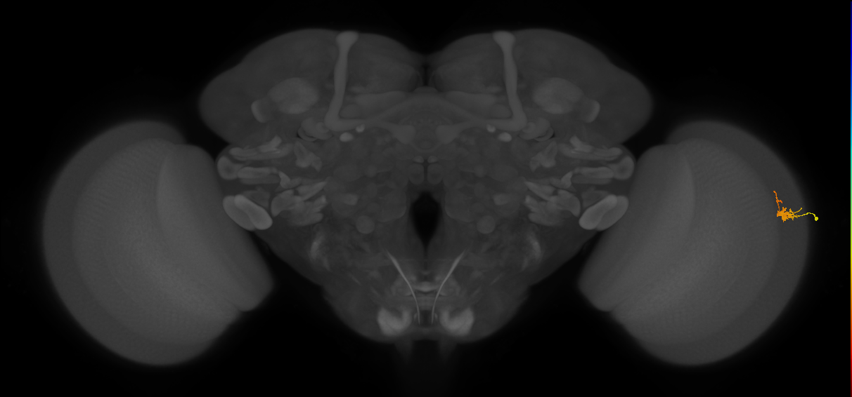 Dm2_R (MaleCNS:189539)