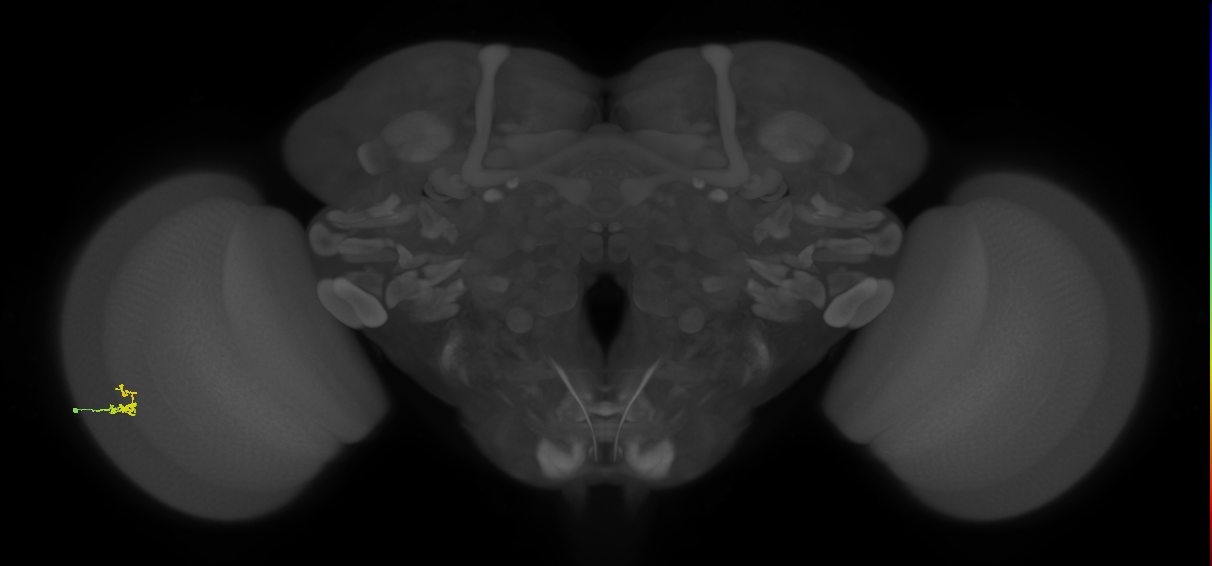 Dm2_L (MaleCNS:133890)