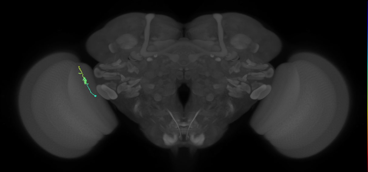 Dm2_L (MaleCNS:210497)