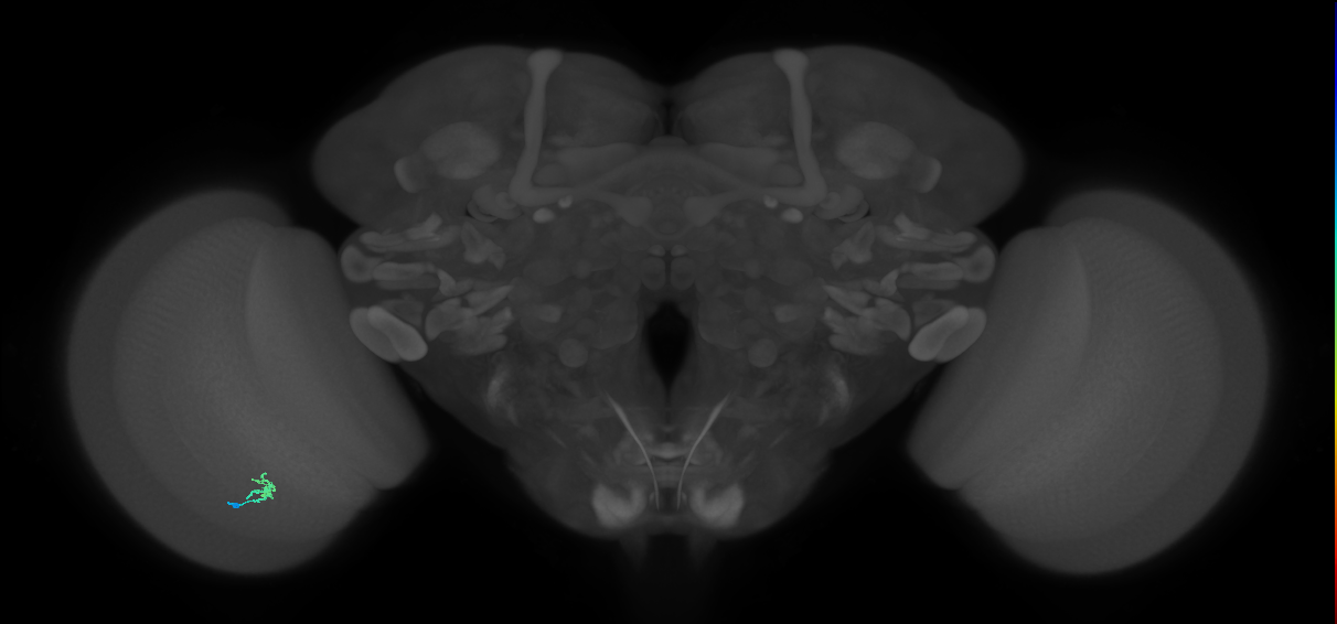 Dm2_L (MaleCNS:153131)