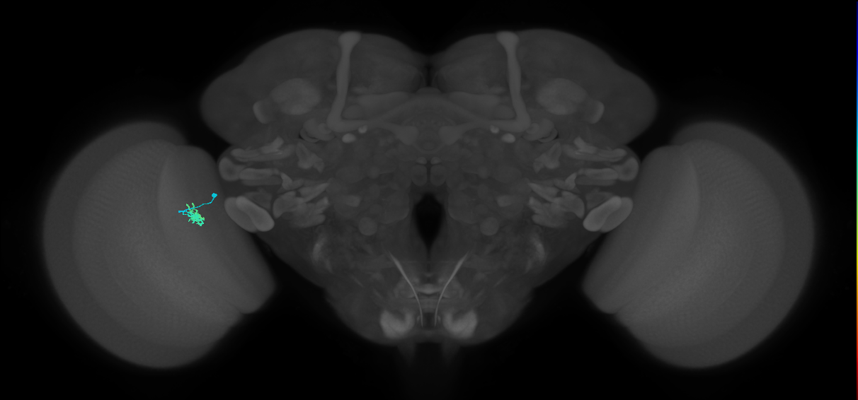 Dm2_L (MaleCNS:530107)