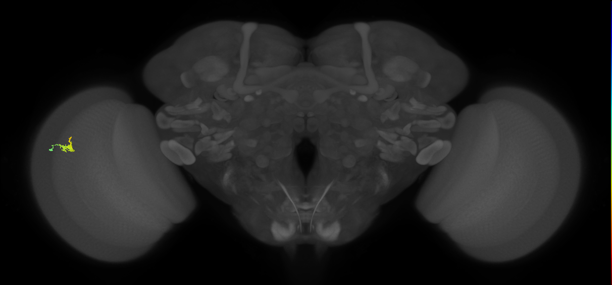 Dm2_L (MaleCNS:140076)