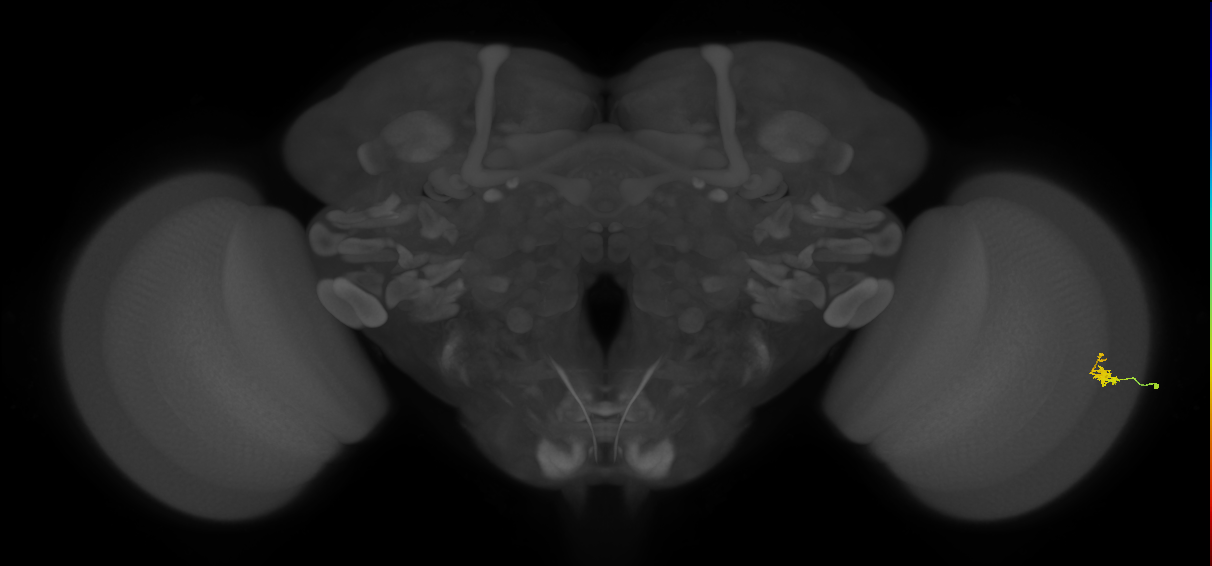 Dm2_R (MaleCNS:127179)