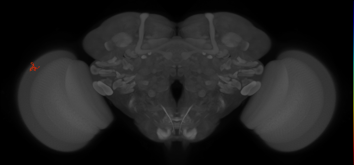 Dm2_L (MaleCNS:215494)