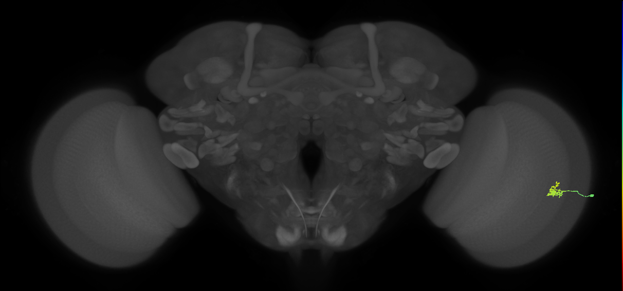 Dm2_R (MaleCNS:162436)