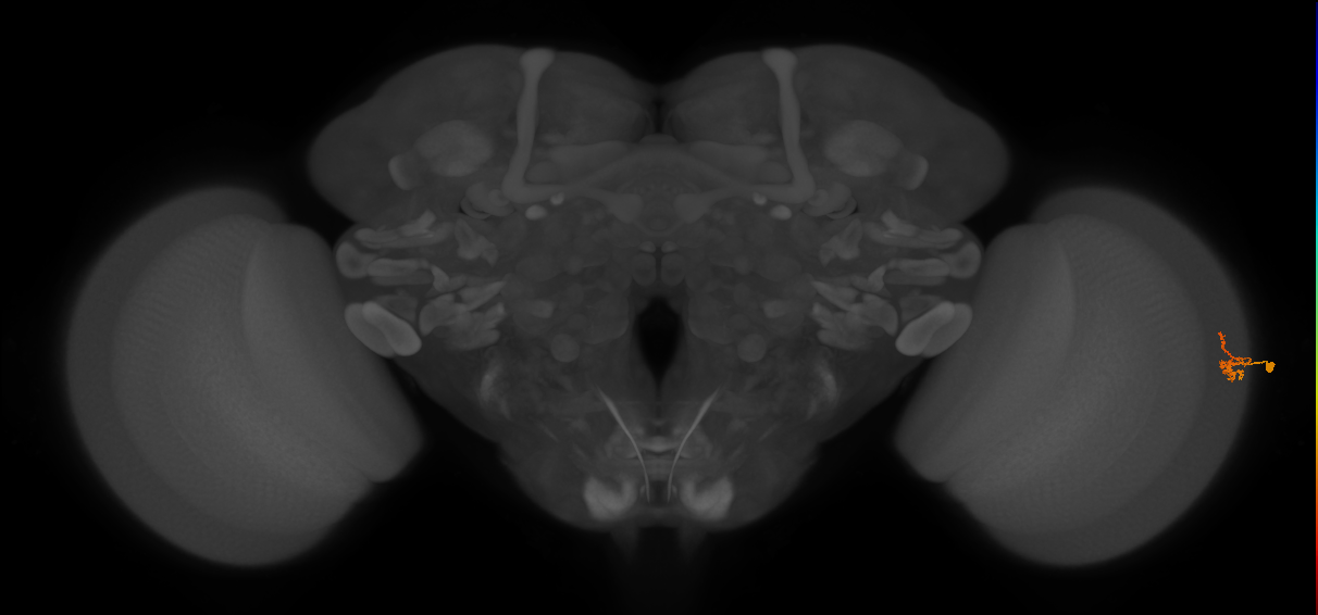 Dm2_R (MaleCNS:186348)