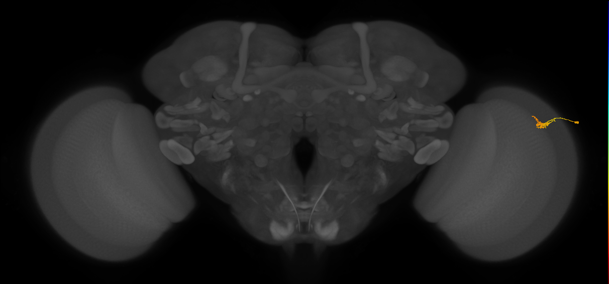 Dm2_R (MaleCNS:136032)