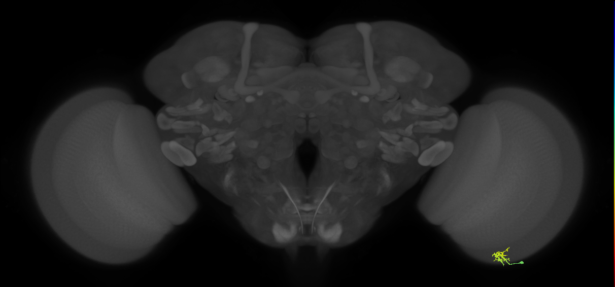 Dm2_R (MaleCNS:136676)