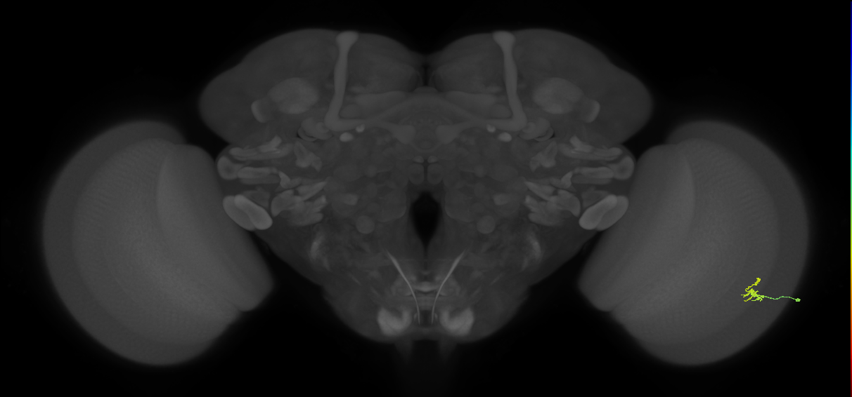Dm2_R (MaleCNS:134133)