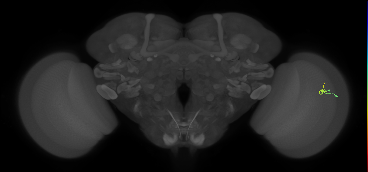 Dm2_R (MaleCNS:140566)