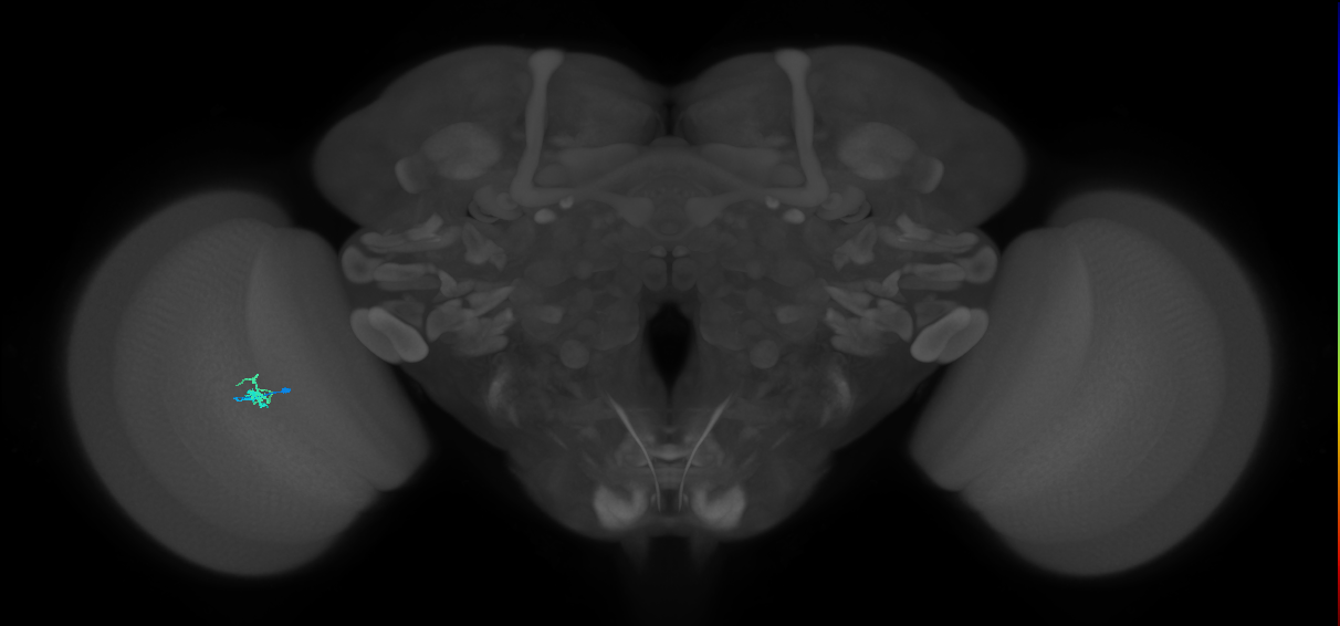 Dm2_L (MaleCNS:535248)