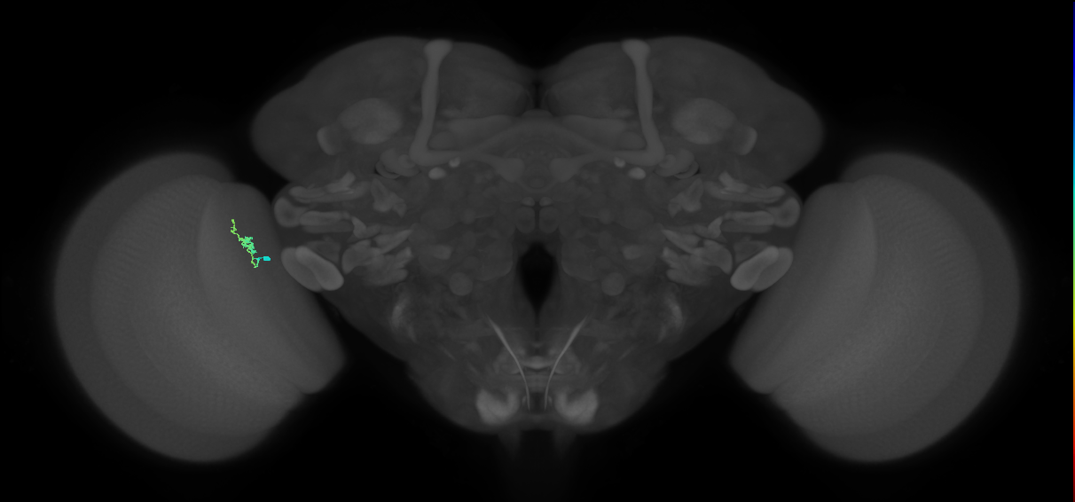Dm2_L (MaleCNS:159891)
