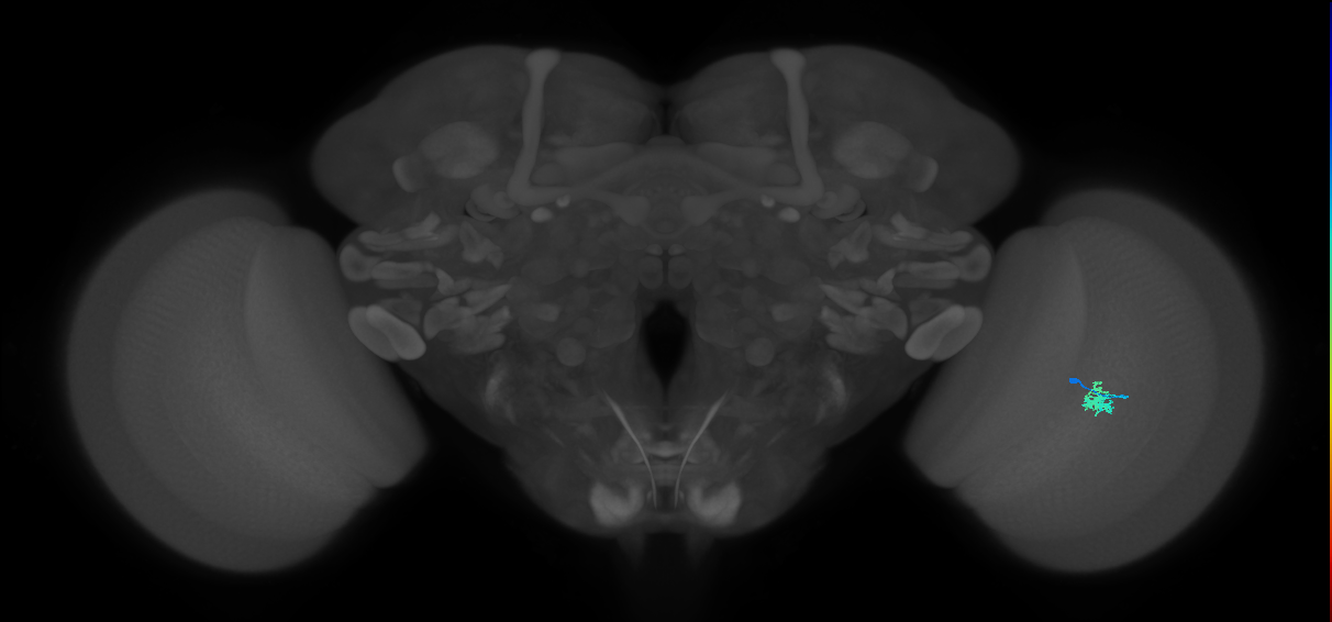 Dm2_R (MaleCNS:130239)