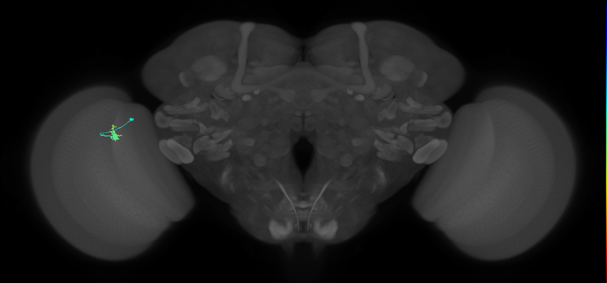 Dm2_L (MaleCNS:101357)