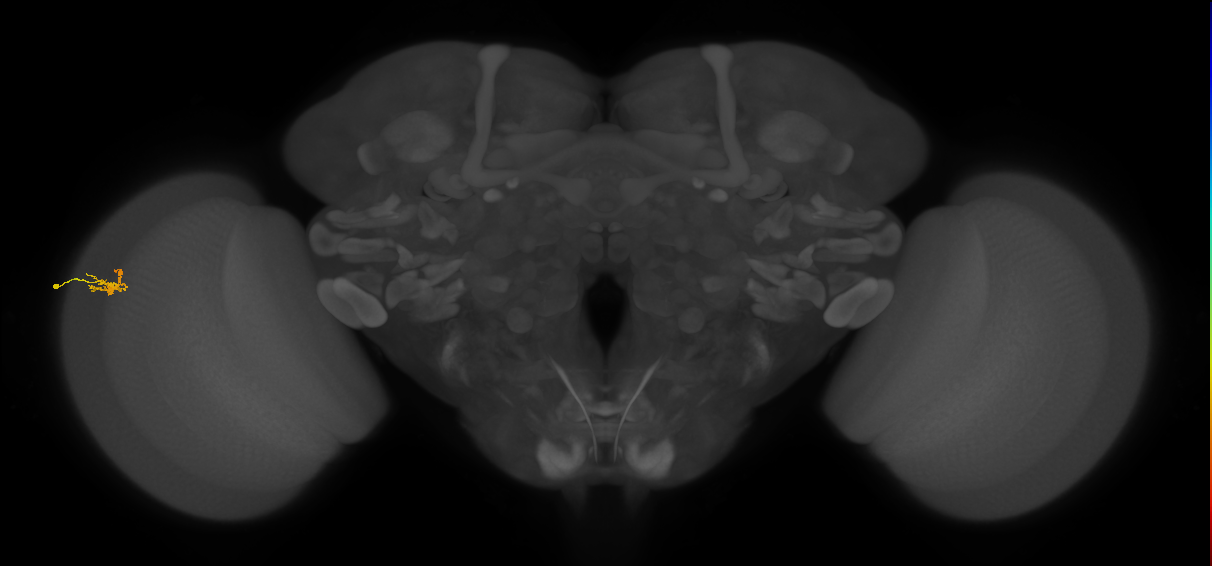 Dm2_L (MaleCNS:546876)