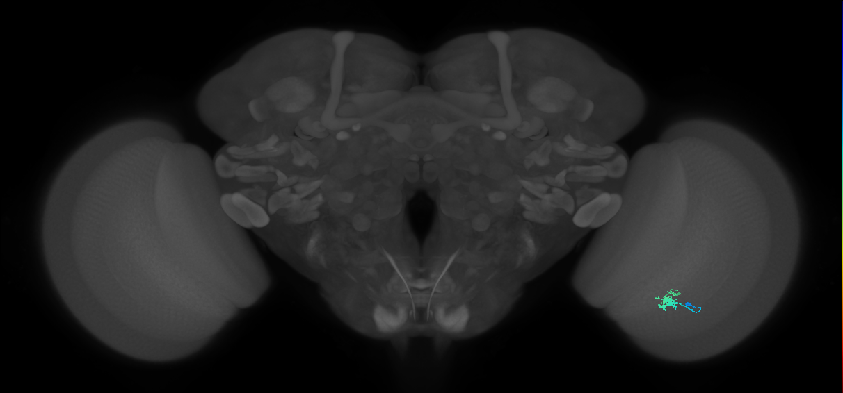 Dm2_R (MaleCNS:123634)