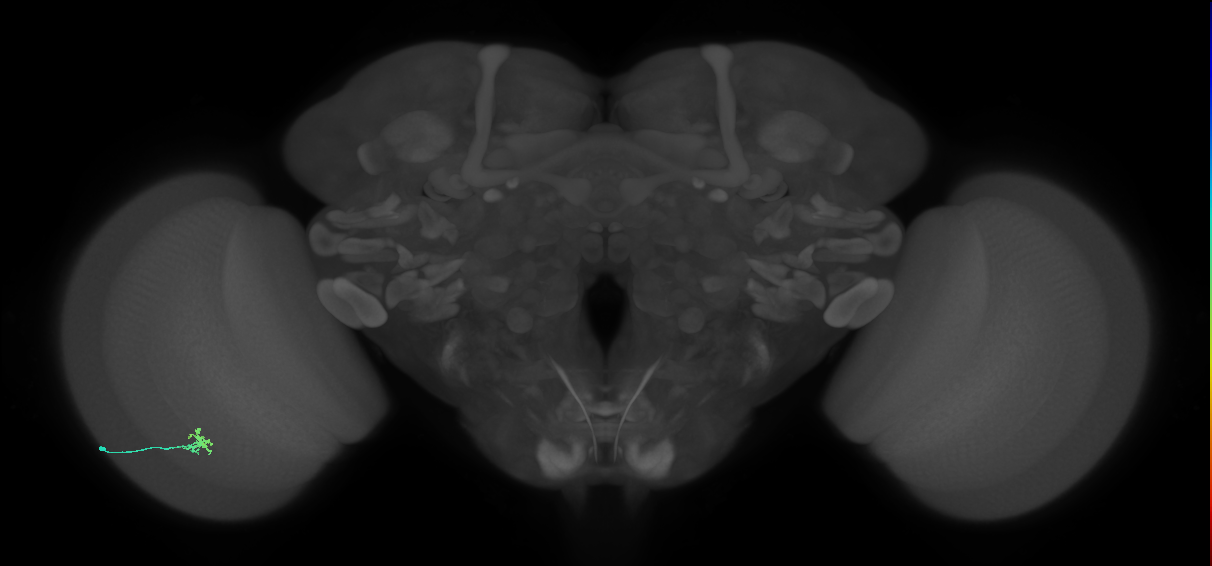 Dm2_L (MaleCNS:200883)