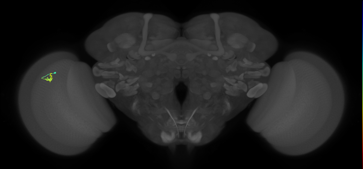 Dm2_L (MaleCNS:512153)