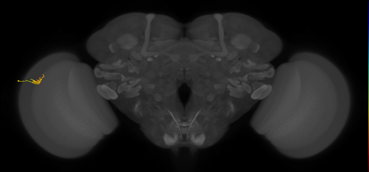 Dm2_L (MaleCNS:136771)