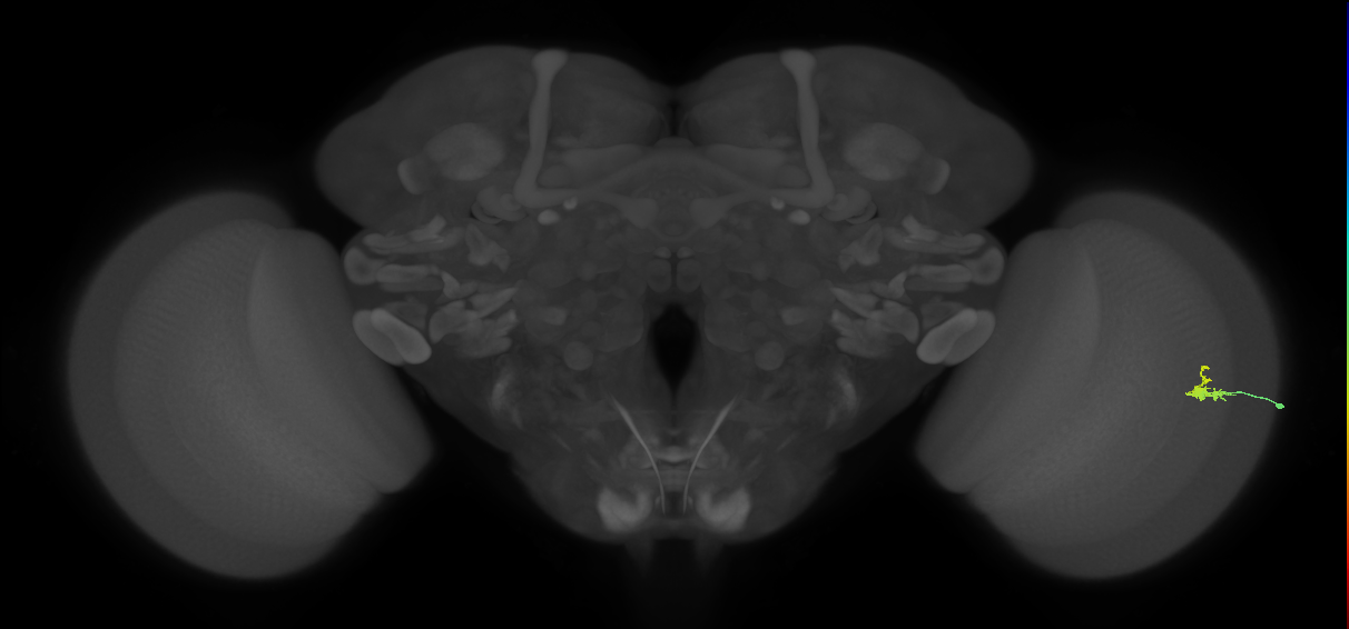 Dm2_R (MaleCNS:128402)