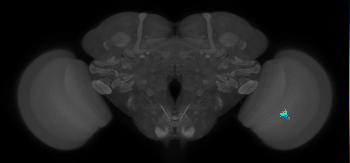 Dm2_R (MaleCNS:149672)