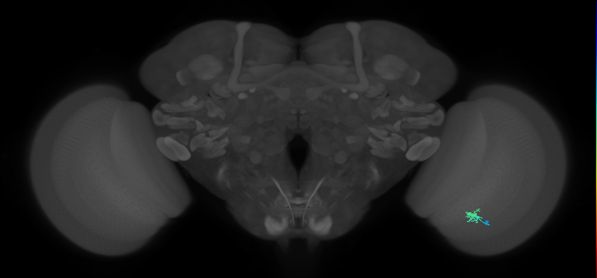 Dm2_R (MaleCNS:136806)