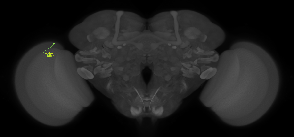 Dm2_L (MaleCNS:550266)