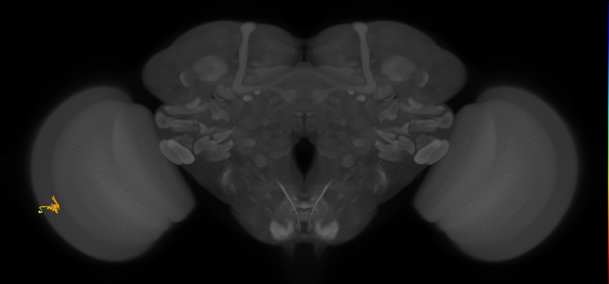 Dm2_L (MaleCNS:137367)