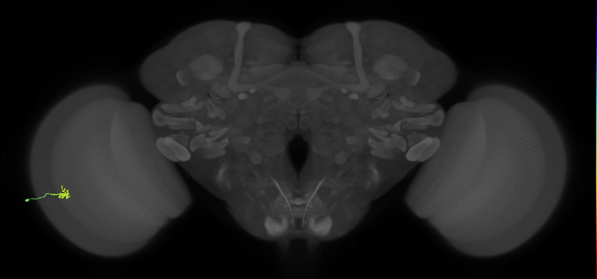 Dm2_L (MaleCNS:164764)