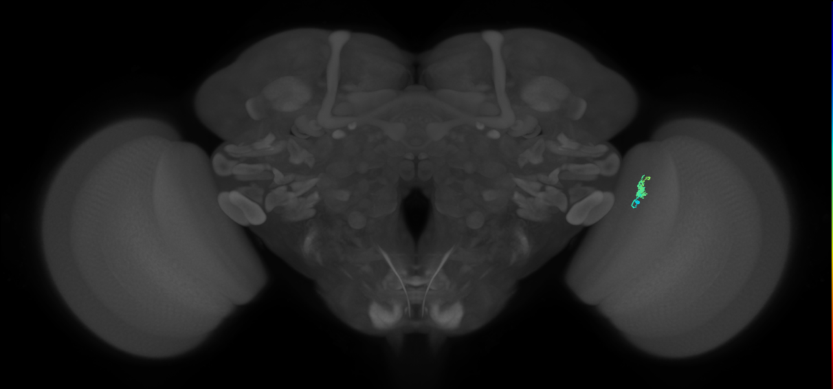 Dm2_R (MaleCNS:153050)