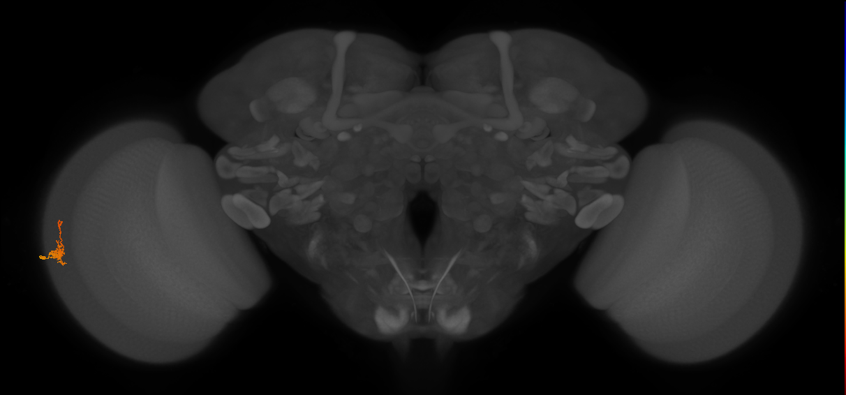 Dm2_L (MaleCNS:173739)