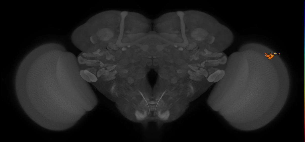 Dm2_R (MaleCNS:110822)