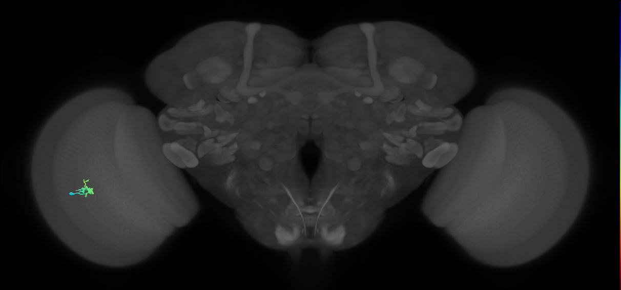 Dm2_L (MaleCNS:514654)