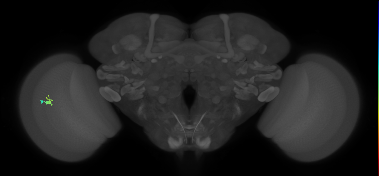Dm2_L (MaleCNS:532624)