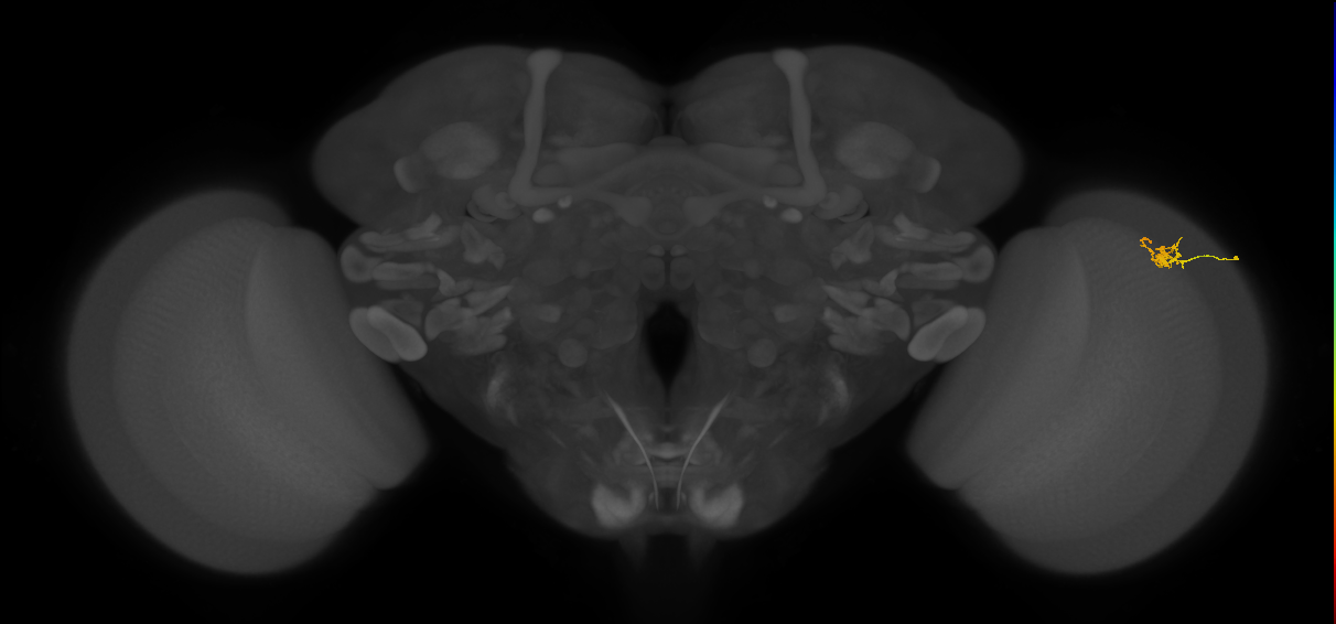 Dm2_R (MaleCNS:131798)