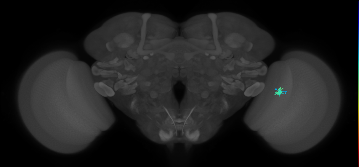 Dm2_R (MaleCNS:126985)