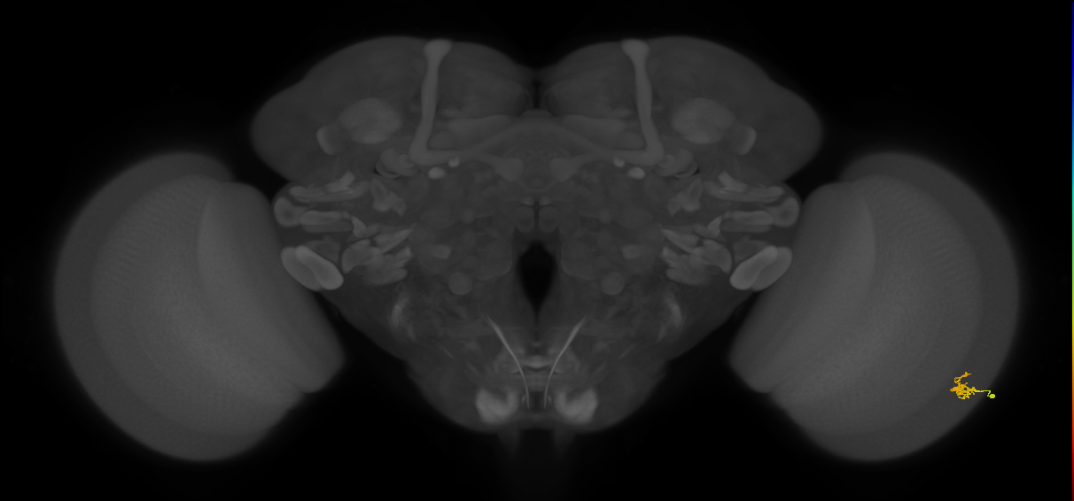 Dm2_R (MaleCNS:118914)