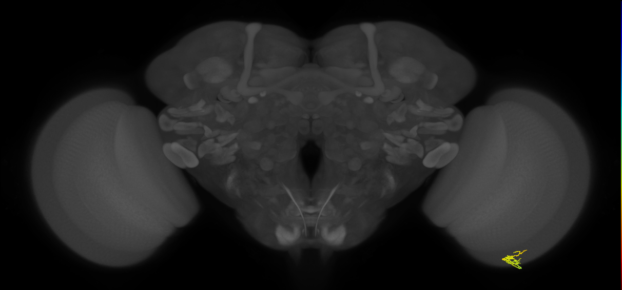 Dm2_R (MaleCNS:146686)