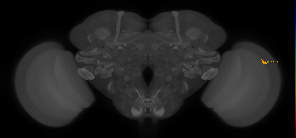 Dm2_R (MaleCNS:138819)